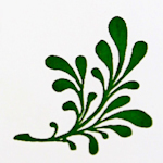 Žalia rūta